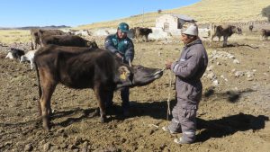 El SENASA realiza la campaña de vacunación en las comunidades alto andinas de la Región Puno 4