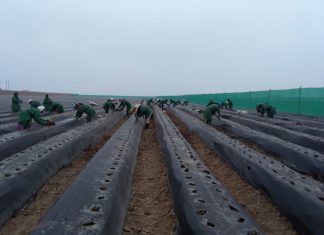 Lima: SENASA aplica procedimientos de cuarentena post entrada a 528 mil plantones de fresa