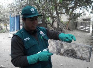 La Libertad: Senasa refuerza monitoreo de plaga de roedores