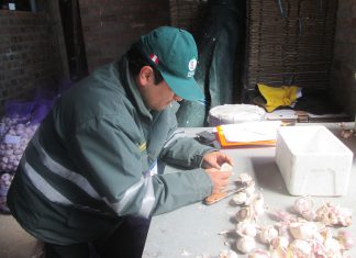 Junín: Agricultores del distrito de Sicaya exportan ajos a Brasil