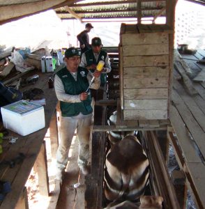 Vacunación SENASA Madre de Dios