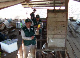 Madre de Dios: SENASA vacunó más de 33 mil cabezas de ganado contra carbunco sintomático