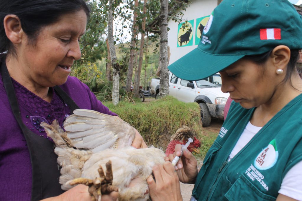 SENASA Cajamarca - Vacunación contra enfermedad de Newcastle