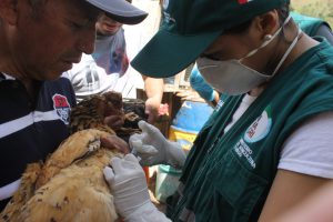 SENASA Cajamarca - Vacunación - Enfermedad de Newcastle