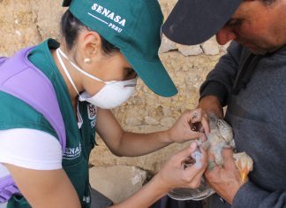 Cajamarca: campaña de vacunación contra enfermedad de Newcastle en el distrito de Tongod