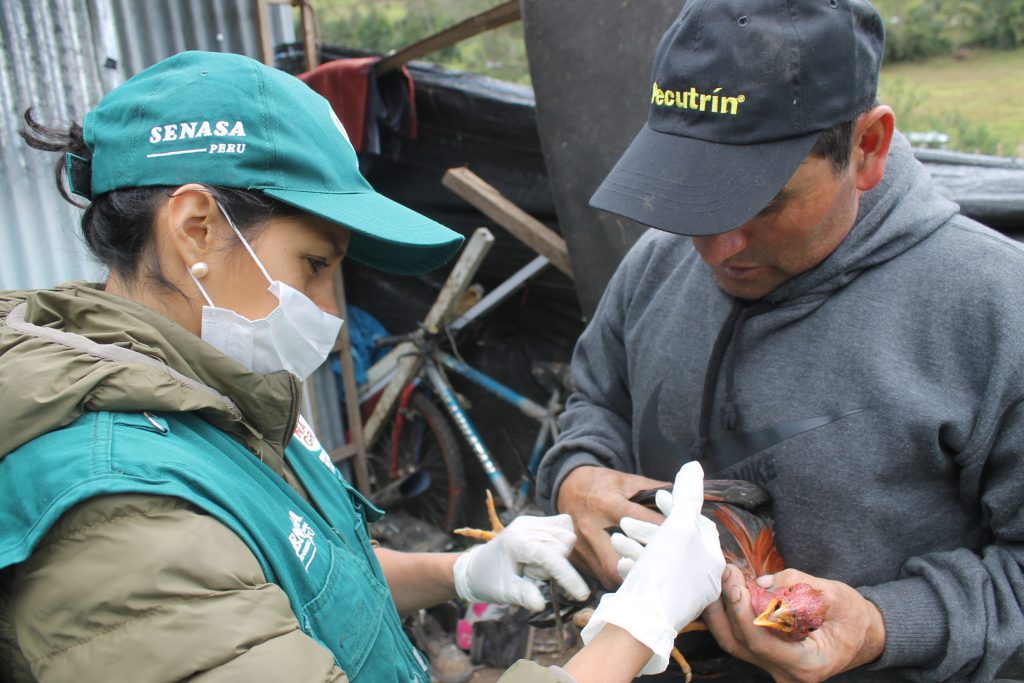 SENASA Cajamarca - Vacunación contra enfermedad de Newcastle