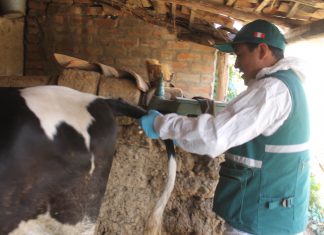 Junín: muestreo realizado a bovinos para detección de enfermedades parasitarias