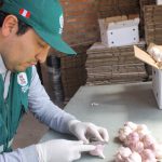 SENASA – Certificación exportación de ajos