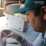 SENASA – Certificación exportación de ajos