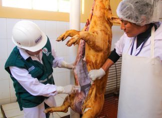 Áncash: SENASA notifica a mataderos sobre lineamientos de medidas sanitarias de seguridad