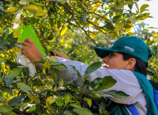 Áncash: evaluación de cultivos de cítricos para la detección de plagas