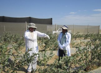 Lambayeque: prospección y vigilancia fitosanitaria de plantas de arándano