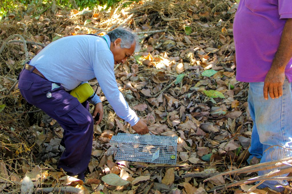 Monitoreo y control de roedores