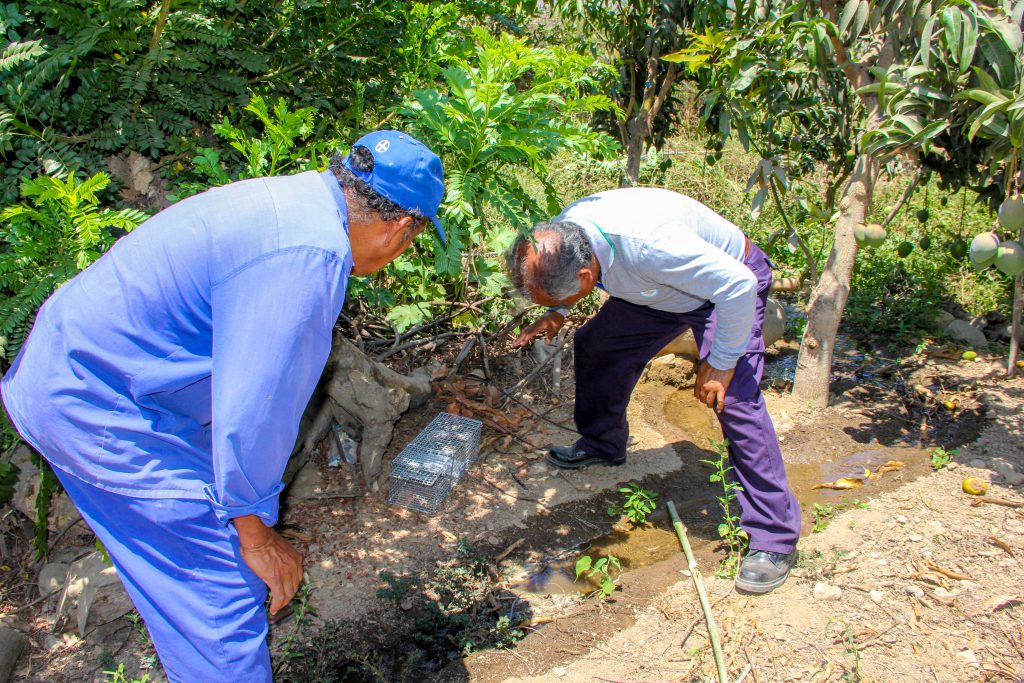 Monitoreo y control de roedores