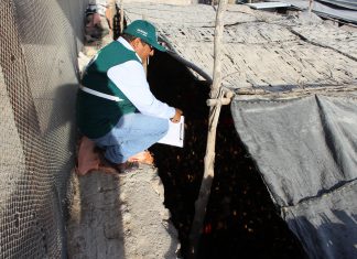 Moquegua: fiscalización de granjas avícolas