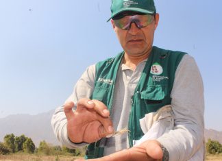 Lambayeque: evaluación y prospección de plaga de langostas