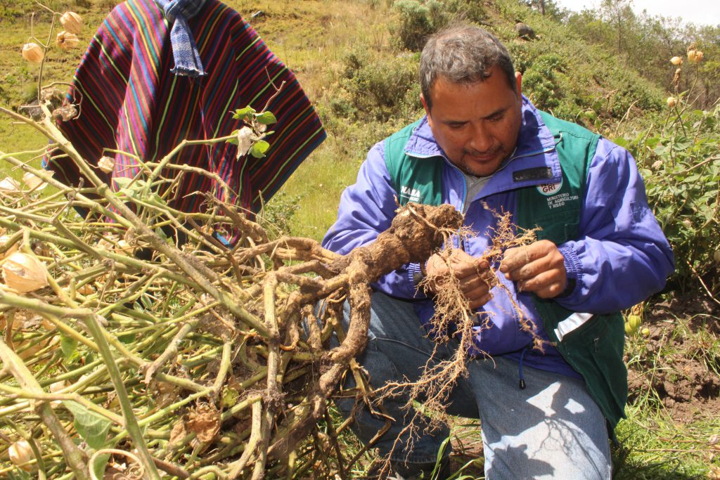 SENASA Lambayeque - Cultivo de Aguaymanto