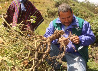 Lambayeque: evaluación fitosanitaria de cultivos de aguaymanto en Totoras-Incahuasi