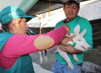 Moquegua: campaña de vacunación contra la peste porcina clásica