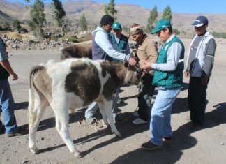 Arequipa: SENASA continúa con atención a ganado en Caylloma ante emergencia por sismo
