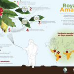 Info Roya