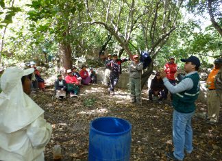 Apurímac: SENASA articula acciones con productores de Tapairihua para el control de mosca de la fruta