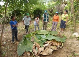 Piura: SENASA instruye a caficultores sobre fertilización de suelos con abonos orgánicos