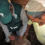 Vacunación contra PPC – El Abra – Oxapampa