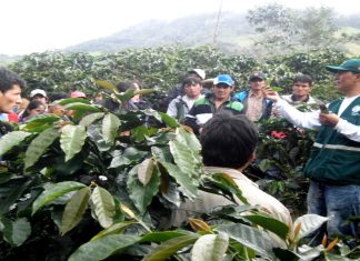 San Martín: SENASA capacita a 456 productores cafetaleros en Escuelas de Campo