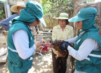 La Libertad: SENASA inicia vacunación de aves en Trujillo, Virú, Ascope, Pacasmayo y Chepén