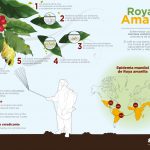 infografia cafe-01