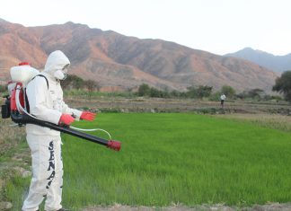 Huancavelica: SENASA y agricultores mantienen bajo control plaga de langosta