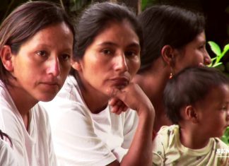 Senasa: Incidencia de la plaga roya amarilla del café disminuyó en 17%