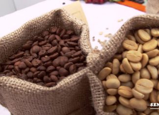 Cafetaleros capacitados por Senasa listos para acceder a mercados internacionales