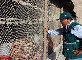 Moquegua: SENASA fiscaliza granjas avícolas de postura no autorizadas