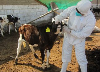 La Libertad: SENASA y ganaderos unen esfuerzos durante simulacro de fiebre aftosa