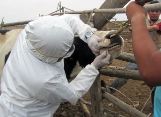 La Libertad: primera jornada del simulacro de fiebre aftosa (FOTOS)