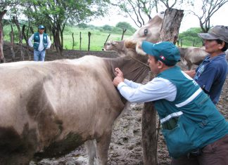 La Libertad: Simulacro de prevención de fiebre aftosa para fortalecer respuesta oportuna