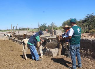 Arequipa: SENASA atenderá cientos de crianzas en Caylloma ante emergencia por sismo