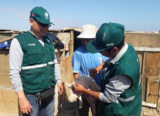 Moquegua: vacunación contra peste porcina registra avance de 53.73%