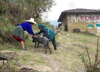 Cajamarca: SENASA vacuna a más de 53 mil cerdos contra la peste porcina clásica