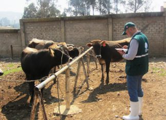 Amazonas: inspección de condiciones sanitarias en matadero de Chachapoyas