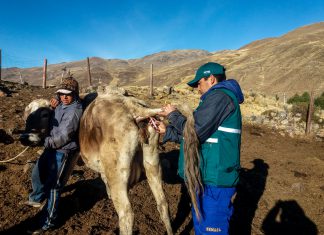 Áncash: Senasa refuerza medidas para detección de Fasciola Hepática