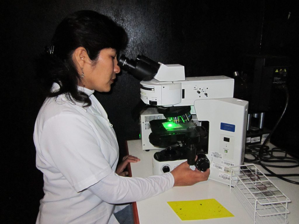 4.- Diferenciación estéril-fertil en microscopio epifluorescente