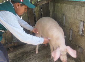 Amazonas: se intensifican acciones para prevenir y erradicar la peste porcina clásica