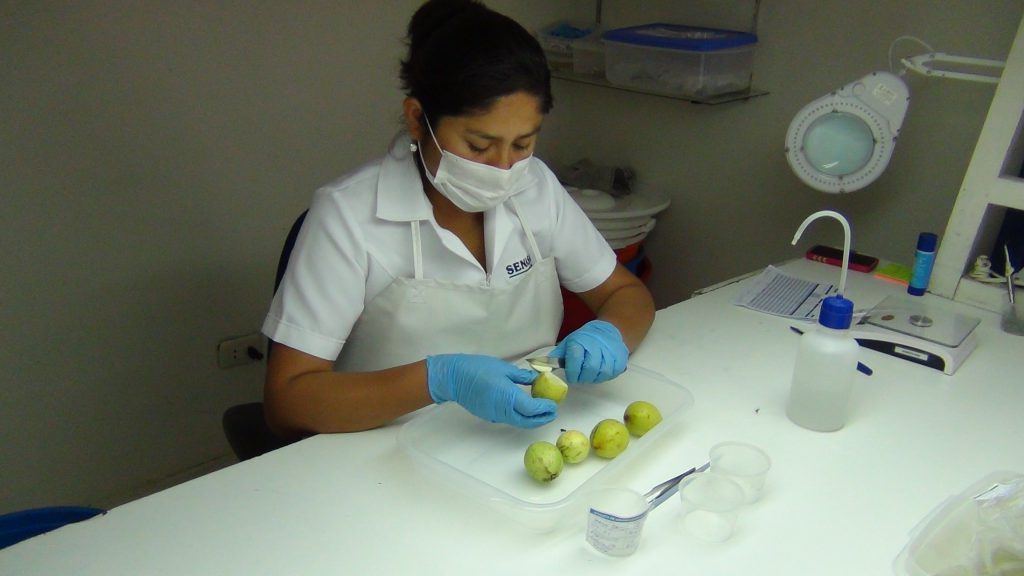 8.1.- Disección de frutos en Lab MF Tacna