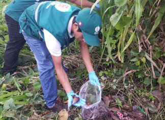 Cajamarca: Senasa refuerza acciones de prevención contra caracol gigante africano