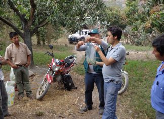 Cajamarca: Senasa capacita a productores de mango sobre uso de hongos antagonistas