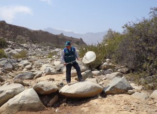 Cajamarca: Senasa mantiene bajo vigilancia plaga de langostas en Contumazá y Chota