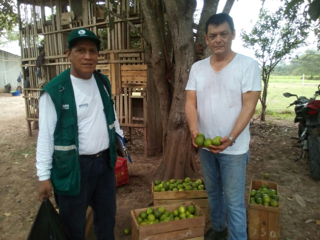 Senasa - Inspección de cultivo de limón